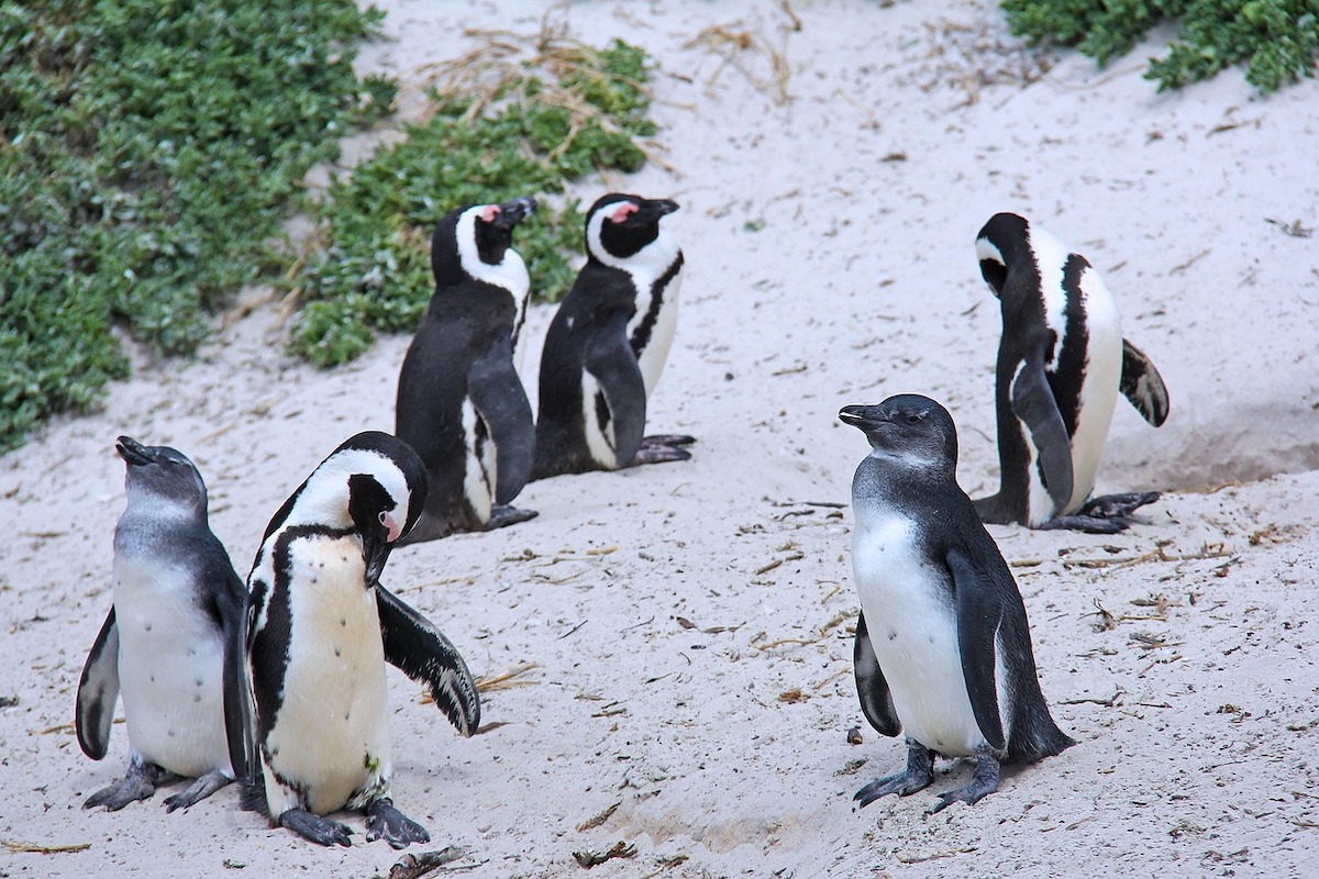 things to do Cape Town